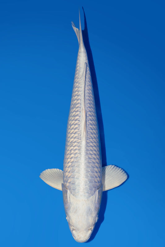 Sakazume Purachina 45cm.