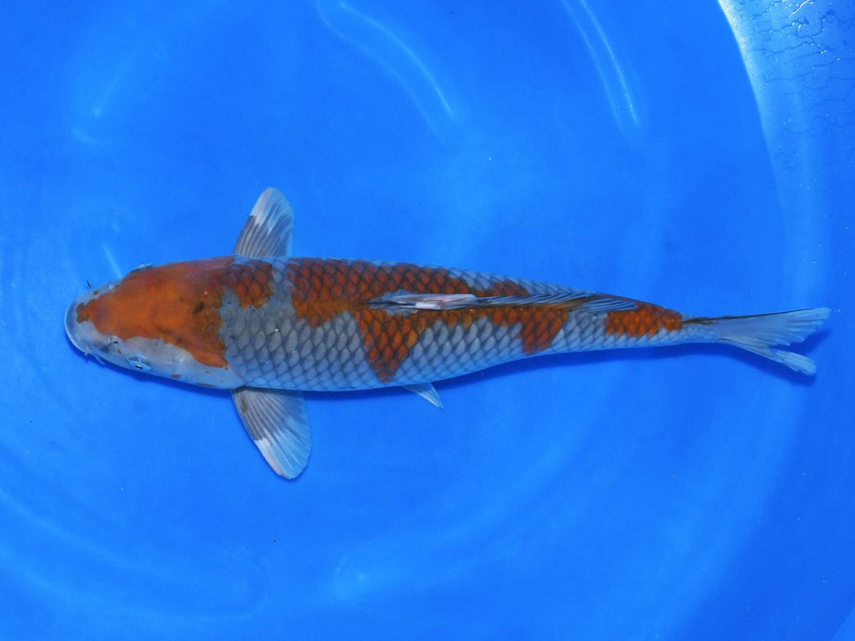 Taniguchi -  Ochiba 55 cm