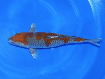 Taniguchi -  Ochiba 55 cm