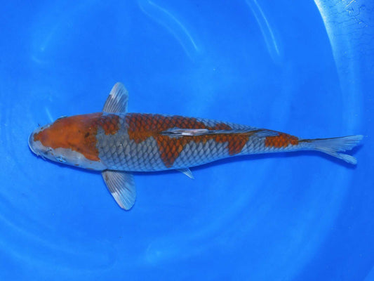 Taniguchi -  Ochiba 55 cm