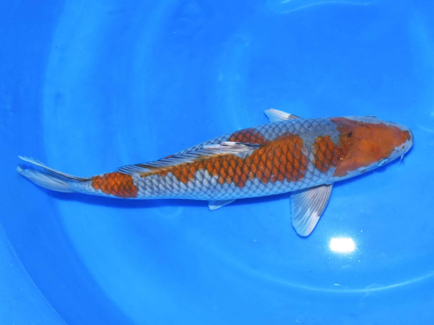 Taniguchi -  Ochiba 55 cm