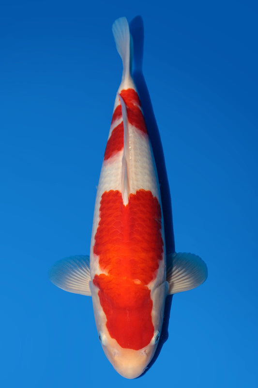 Momotaro Kohaku 38cm