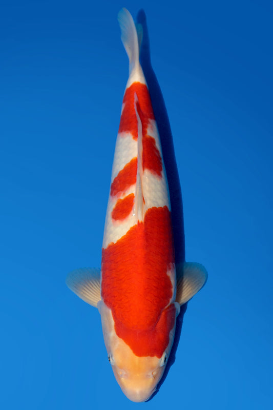 Momotaro Kohaku 39cm