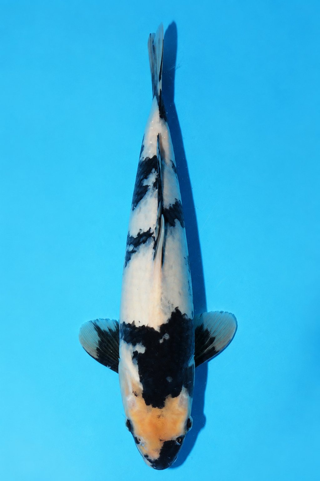 Dainichi -  Shiro Utsuri 34cm
