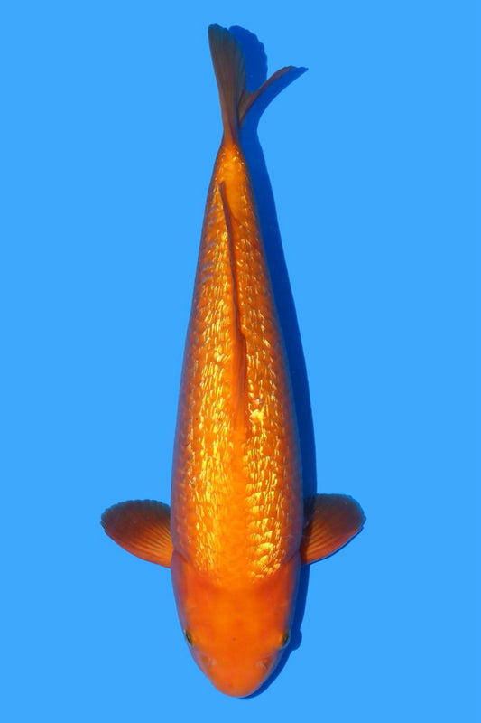 Dainichi Gin Rin Yellow Monkey 42cm