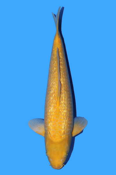 Taniguchi Golden Corn 40cm - Beacon Koi