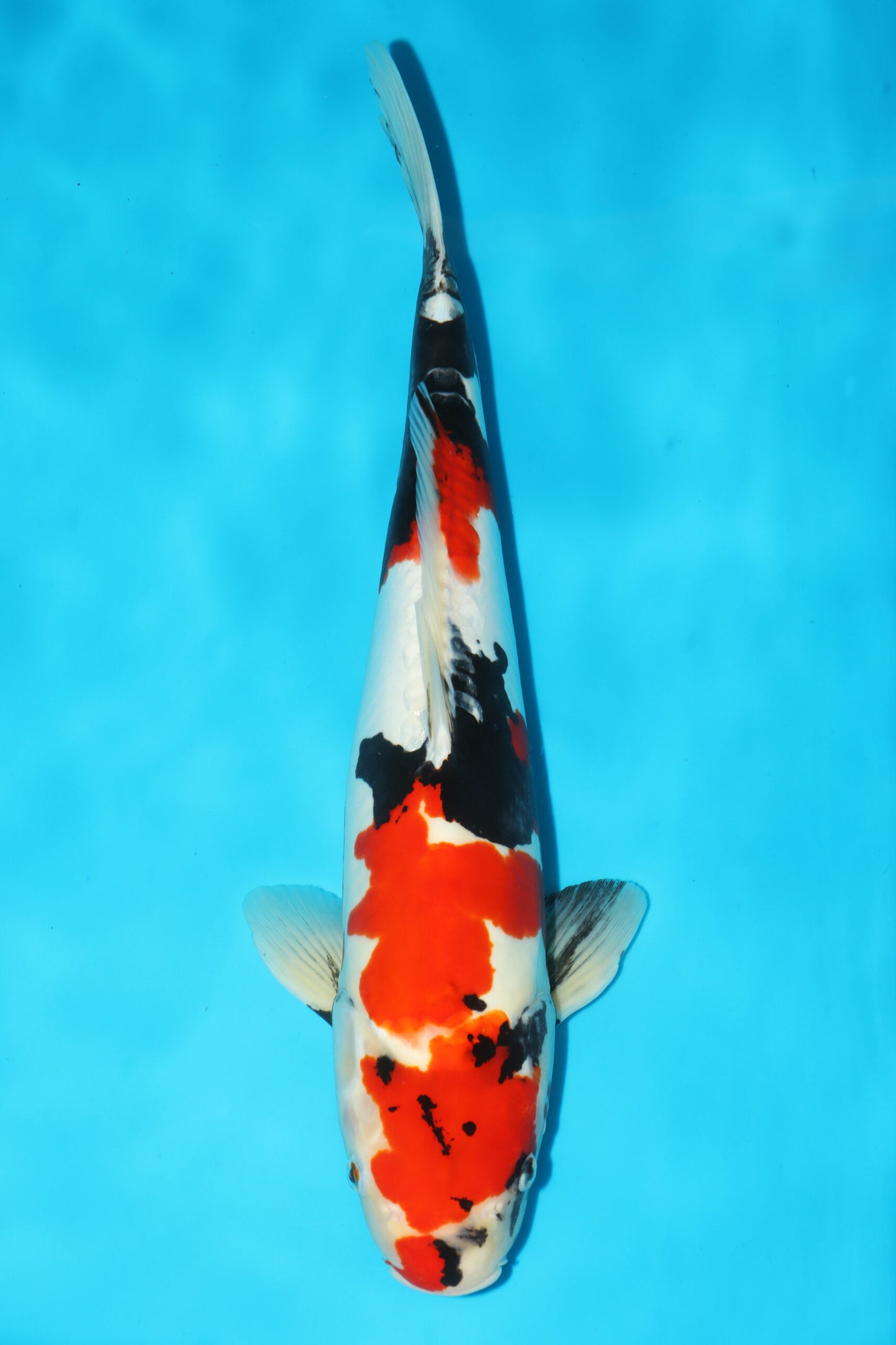 Hiroi/Connias -  Doitsu Showa 48cm