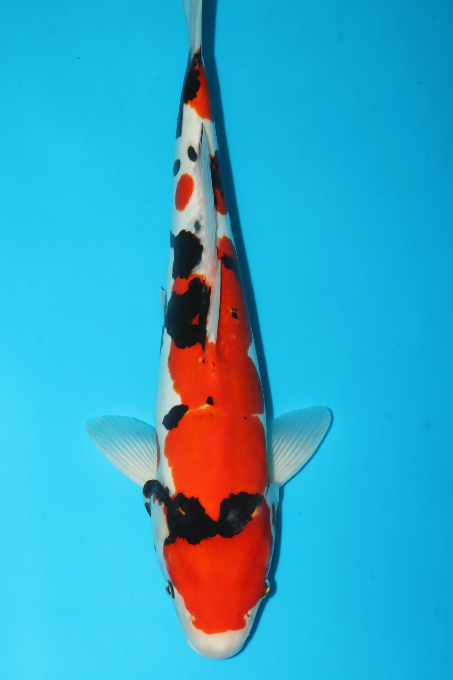 Hiroi/Connias -  Doitsu Showa 50cm