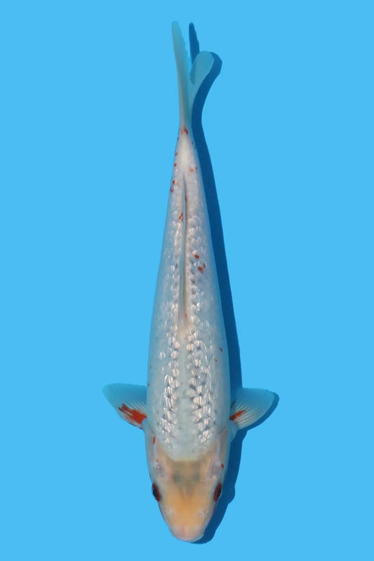 Ikarashi Ozumi Gin Rin Asagi 25Cm