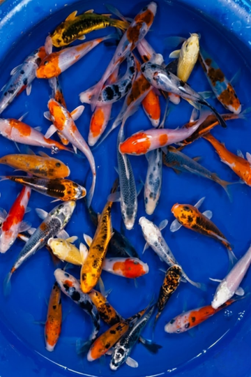 Breeder - Yamasan Size - 12-15cm £30.00 Each or 4 x for £100.00. Delivery available at checkout if required. Picture and Video examples of koi.