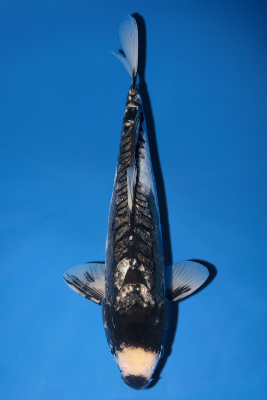 Takatatsu Aragoke 37cm