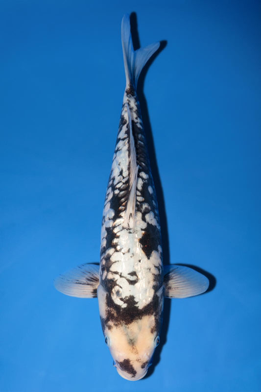 Takatatsu Aragoke 41cm