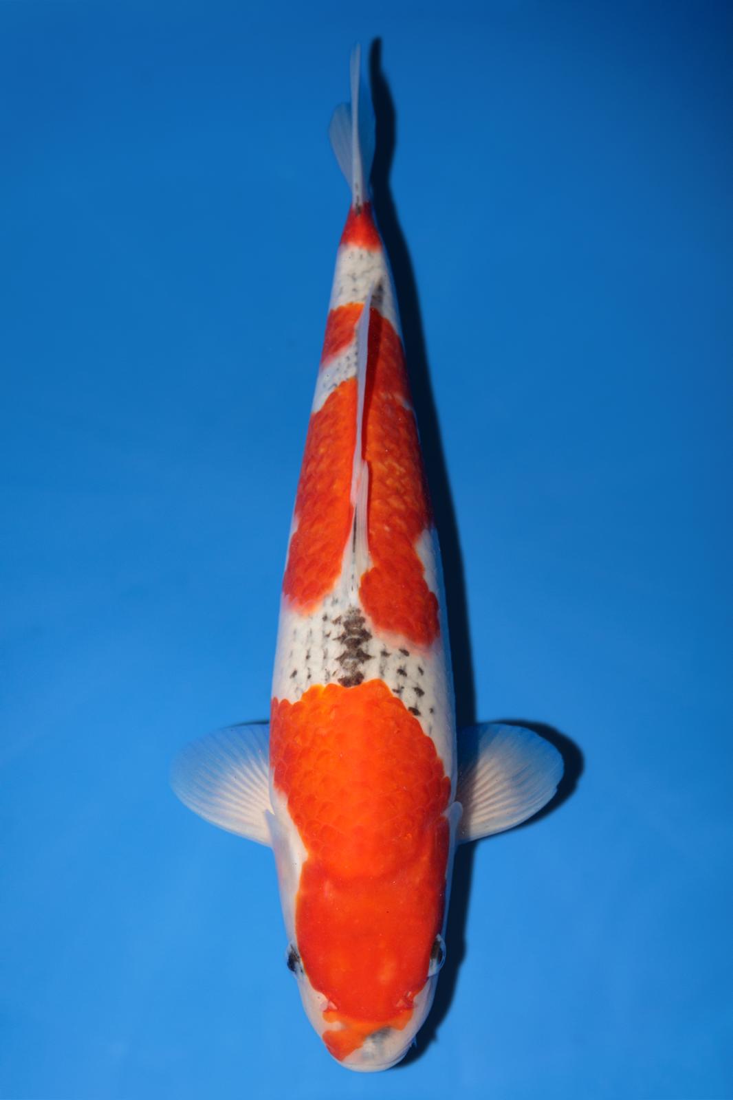 Hiroi Goshiki 39cm
