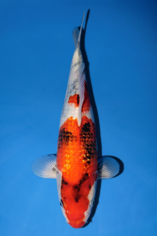 Hiroi Gin Rin Showa 38cm