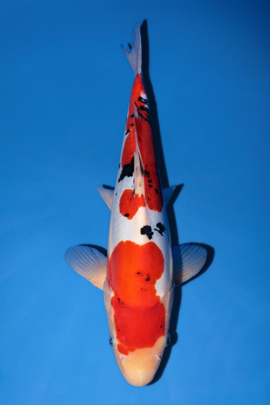 Hiroi Doitsu Sanke 32cm