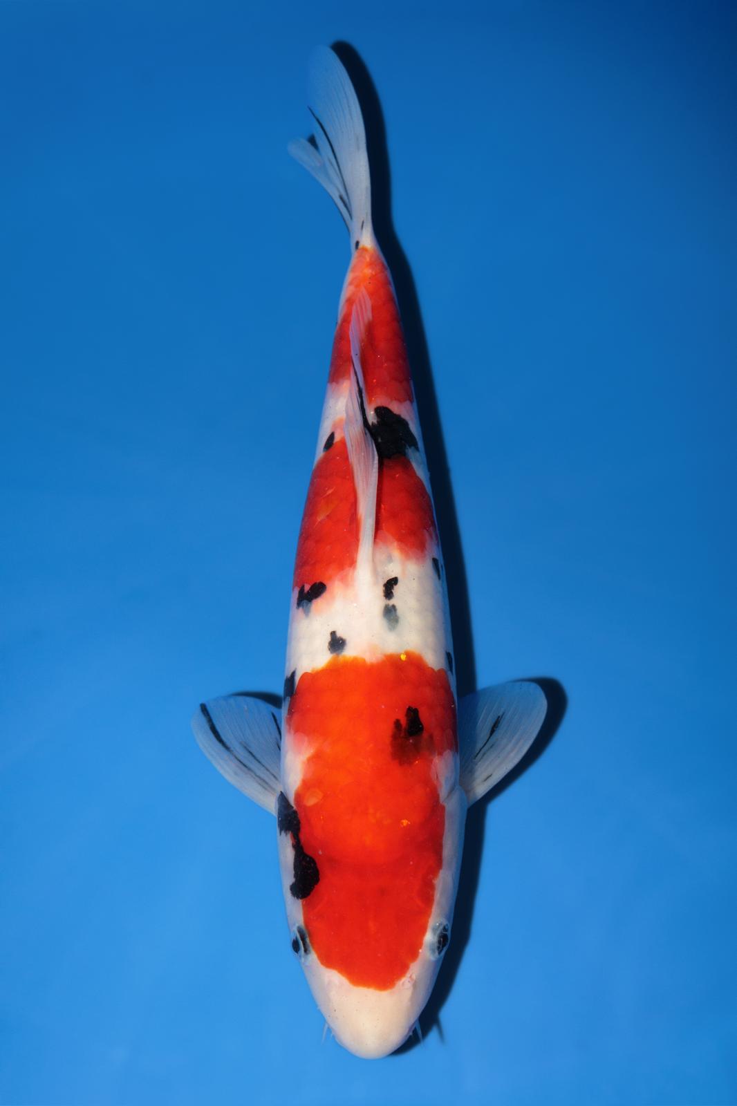 Sakai Sanke 37cm