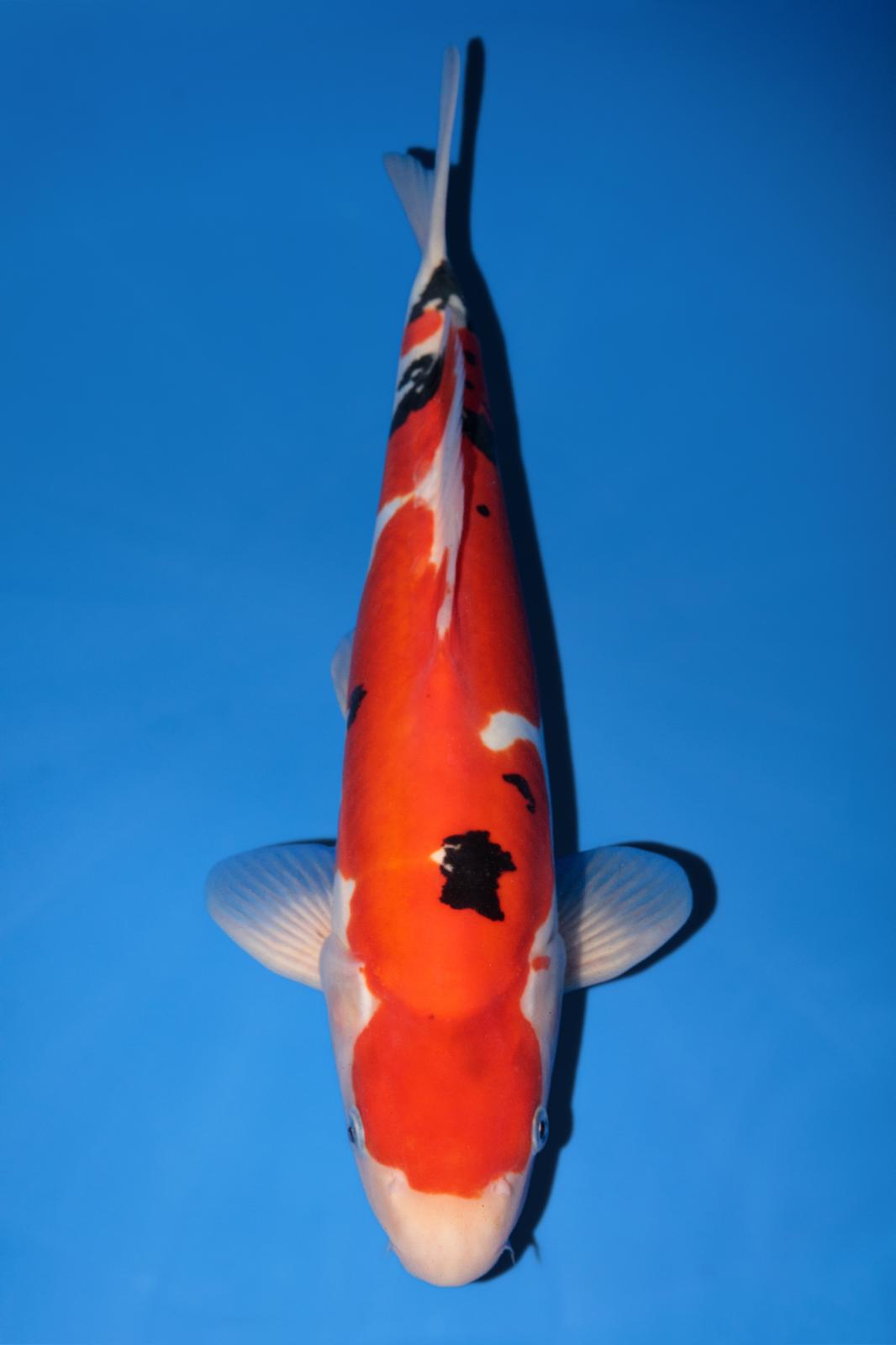 Hiroi Doitsu Sanke 40cm
