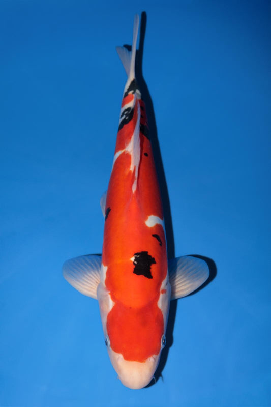 Hiroi Doitsu Sanke 40cm