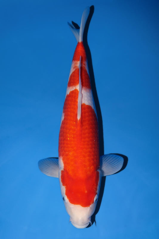 Momotaro Kohaku 40cm