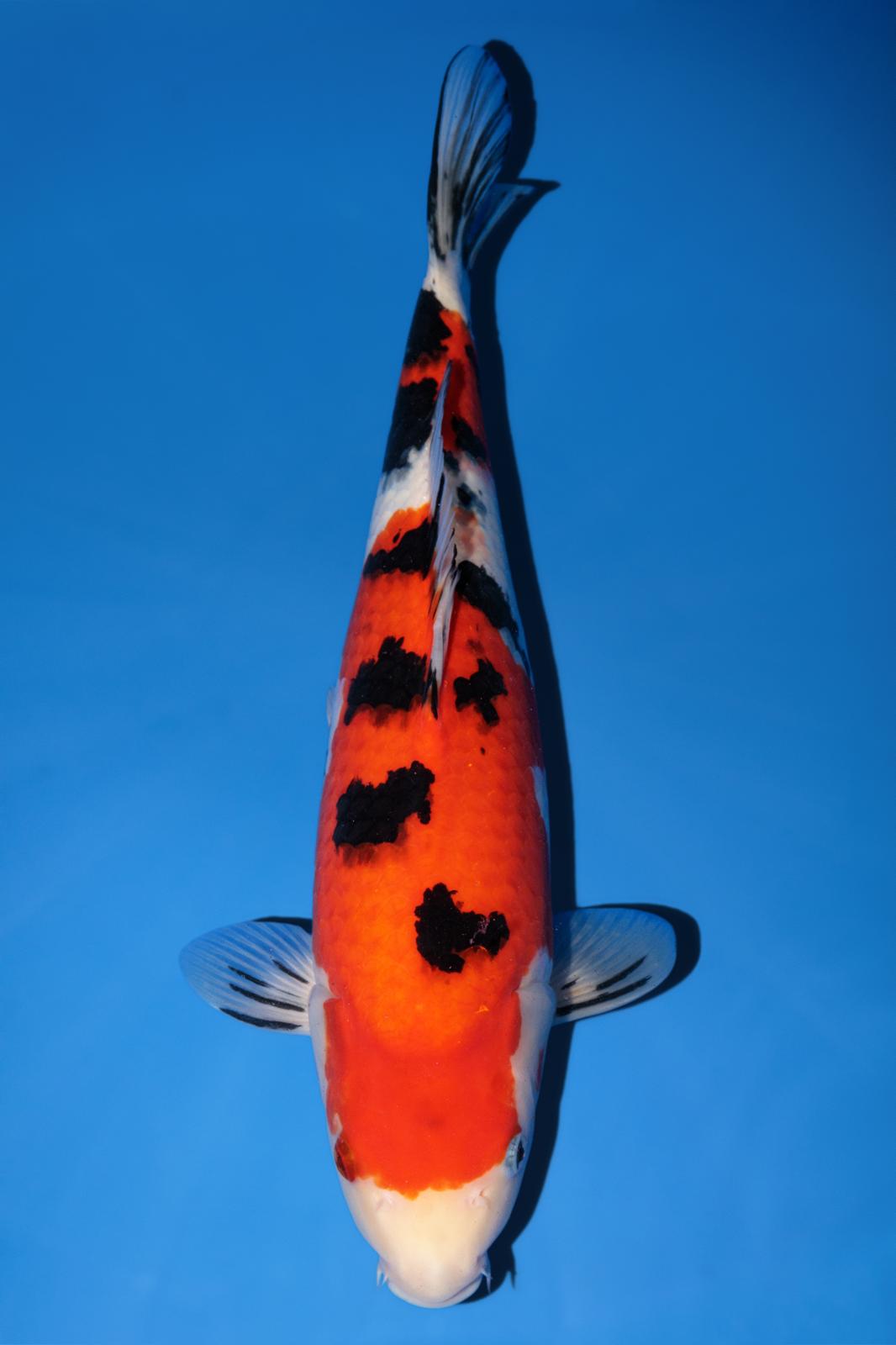 Sakai Sanke 43cm