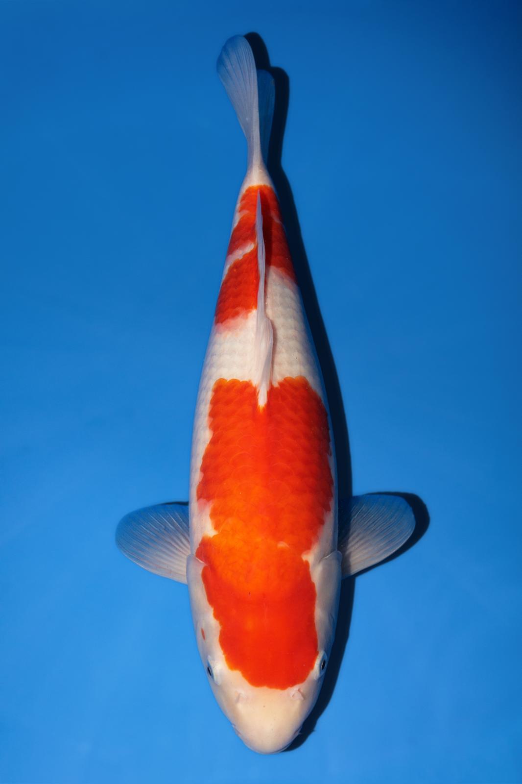 Momotaro Kohaku 42cm