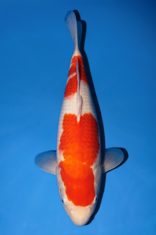 Momotaro Kohaku 42cm