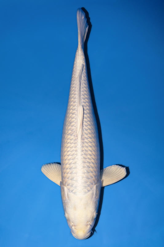 Sakazume Purachina 50cm