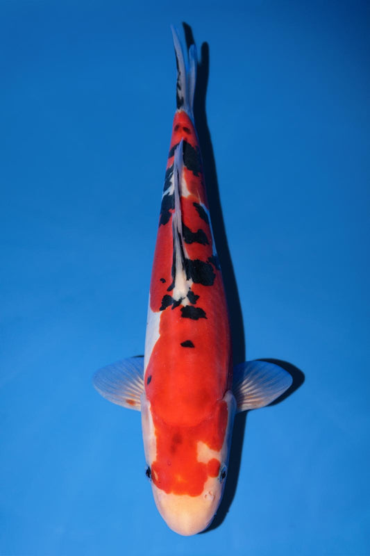 Hiroi Doitsu Sanke 26cm