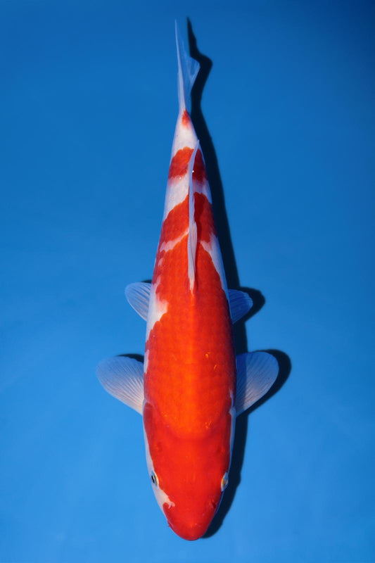 Hiroi Kohaku 28cm