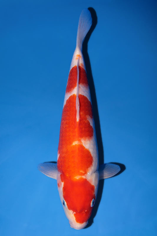 Momotaro Kohaku 32cm