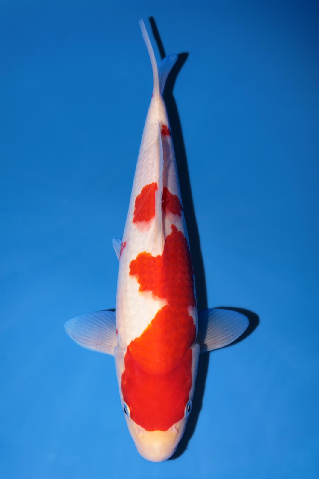 Hiroi Kohaku 29cm