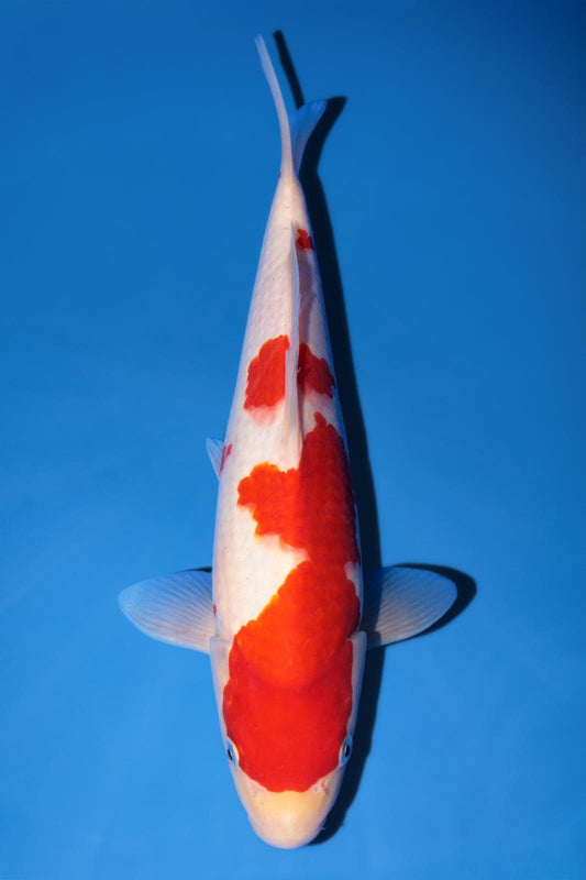 Hiroi Kohaku 29cm