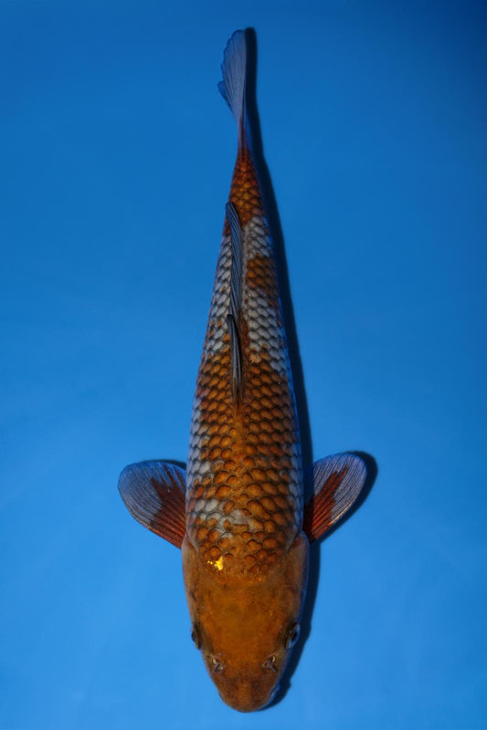 Hiroi Ochiba 26cm