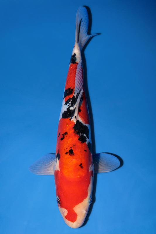 Hiroi Doitsu Sanke 26cm