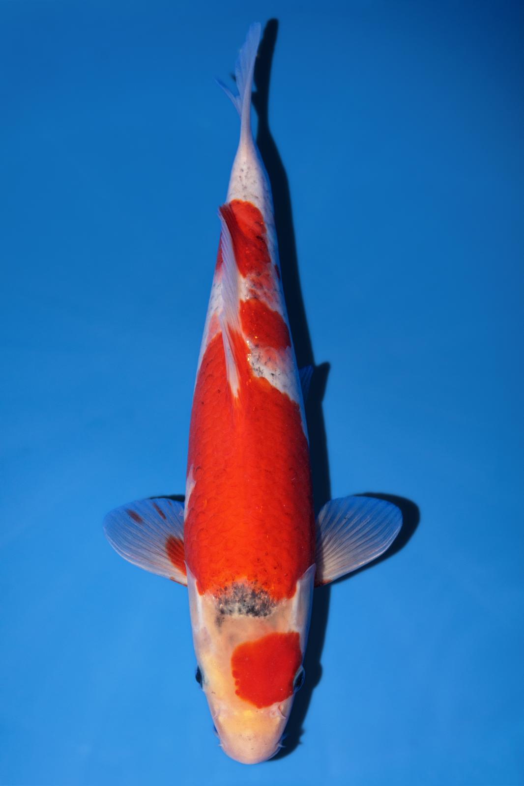 Hiroi Goshiki Maruten 30cm