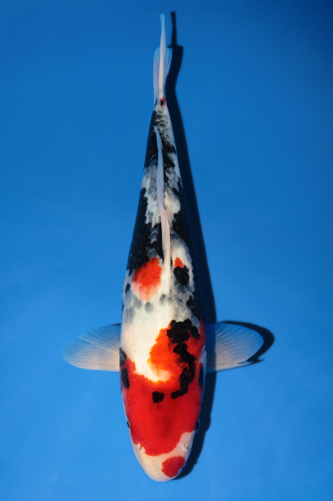 Hiroi Showa 28cm