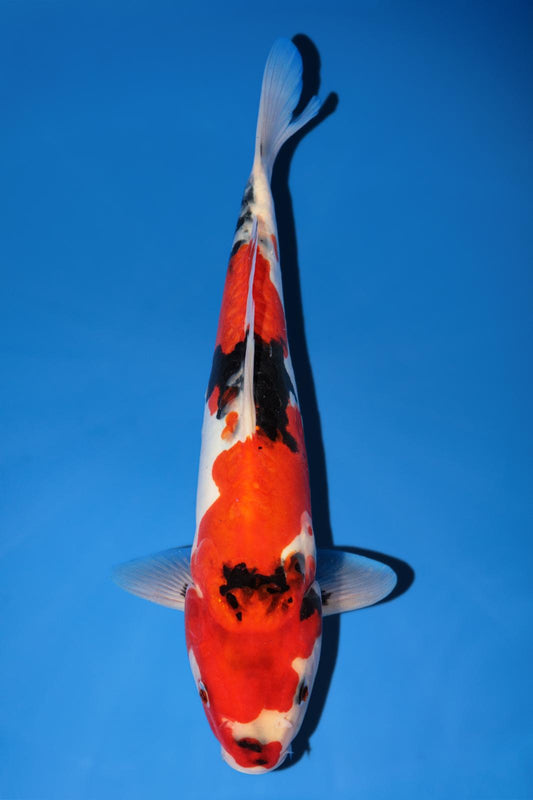 Hiroi Doitsu Showa 27cm