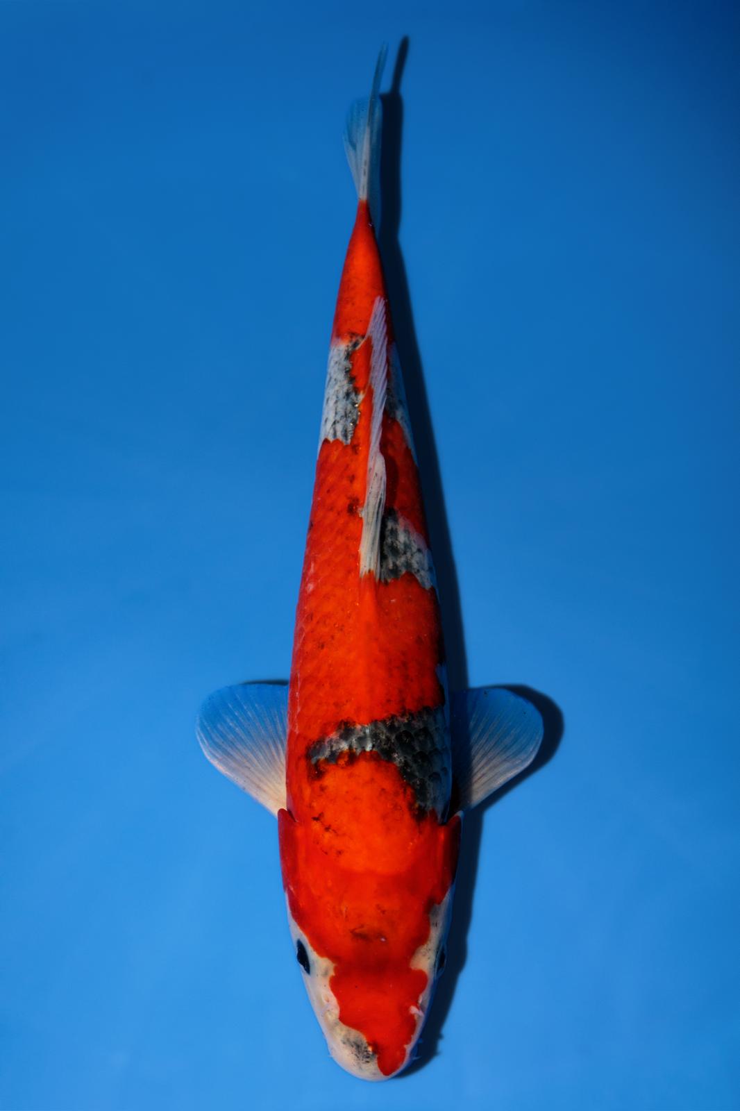 Hiroi Goshiki 26cm