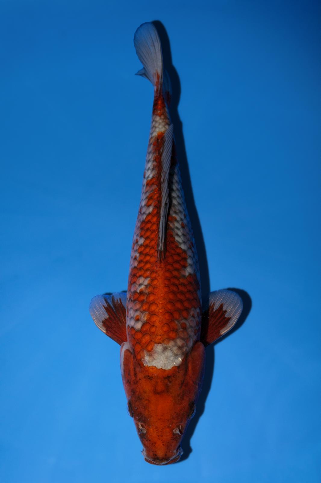 Hiroi Ochiba 26cm