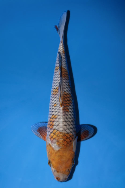 Hiroi Ochiba 30cm