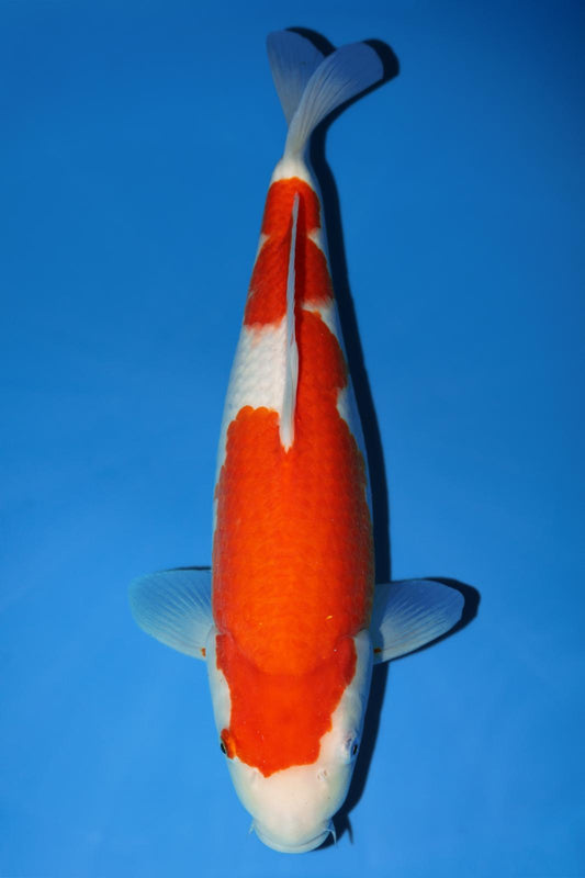 Momotaro Kohaku 41cm