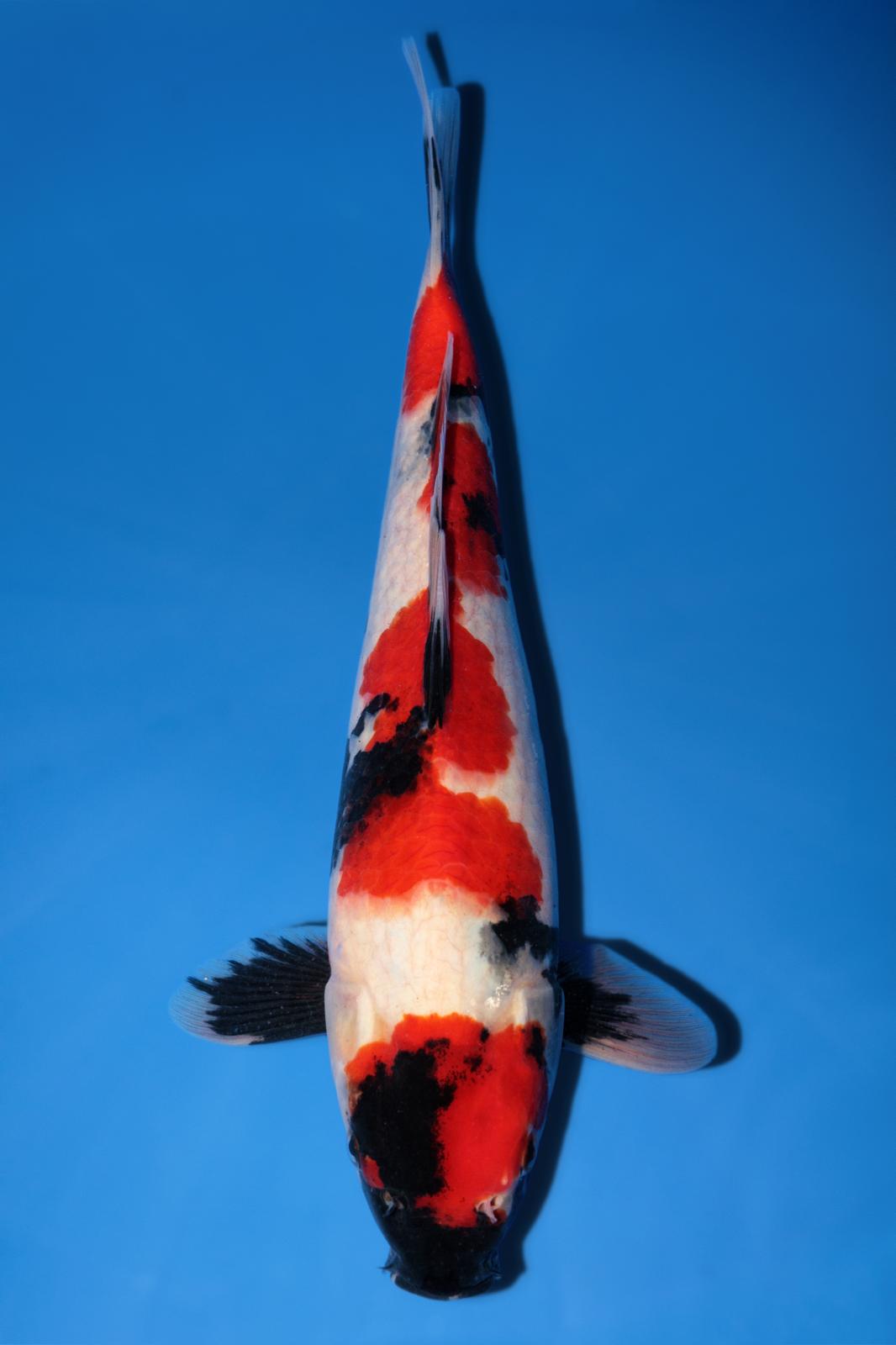 Hiroi Showa 30cm