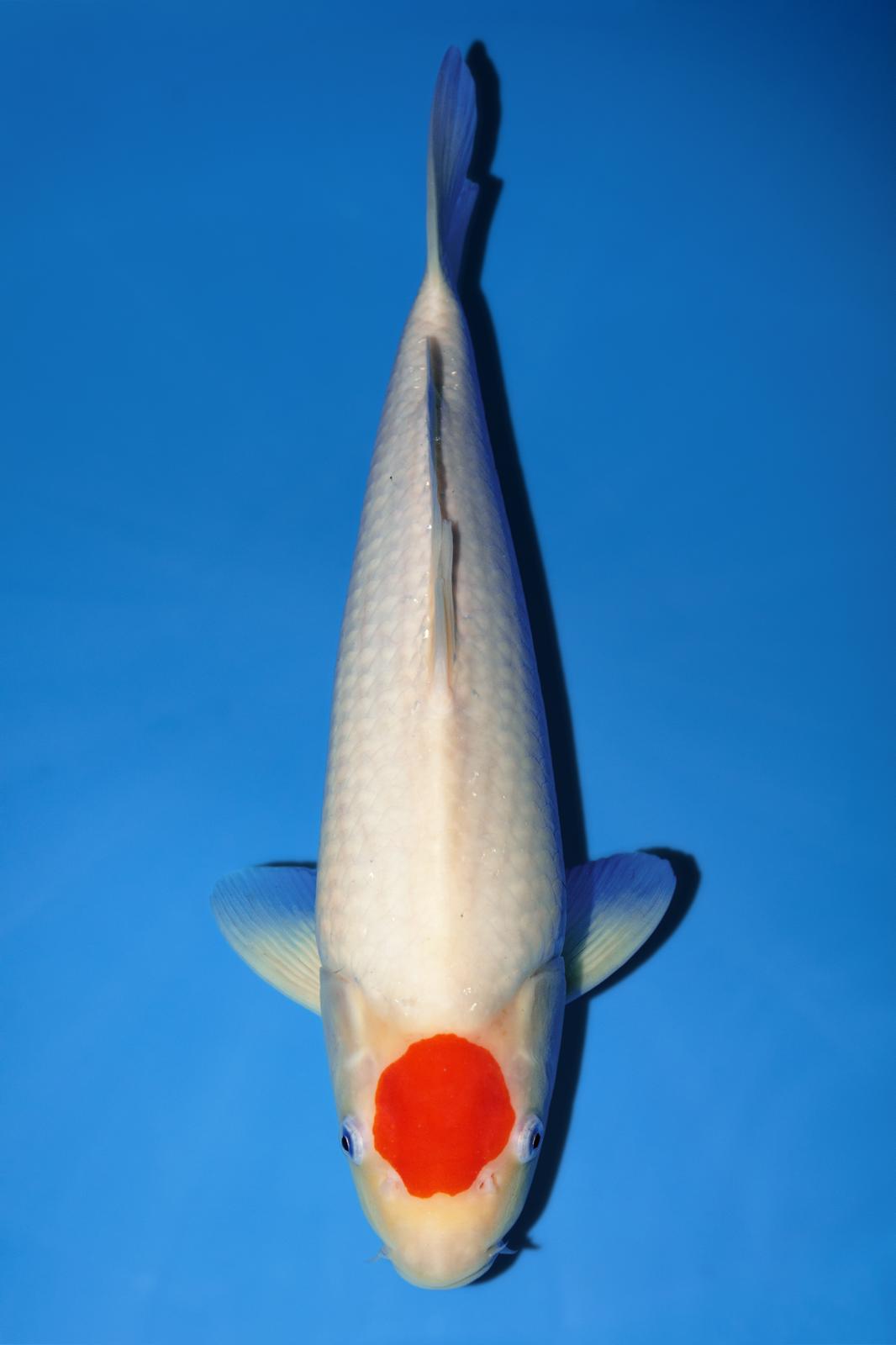 NND Tancho Kohaku 38cm