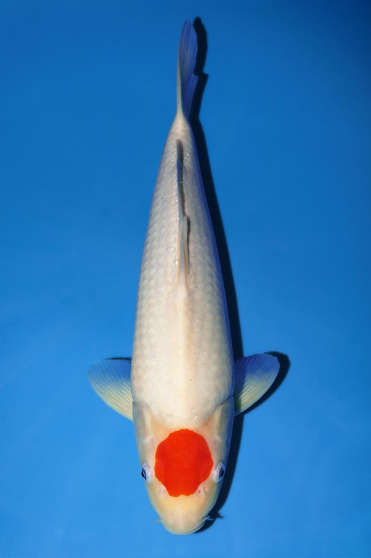 NND Tancho Kohaku 38cm