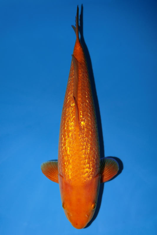 Dainichi Yellow Monkey 41cm