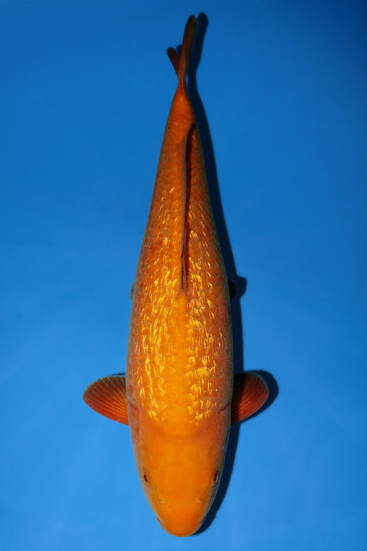 Dainichi Yellow Monkey 42cm