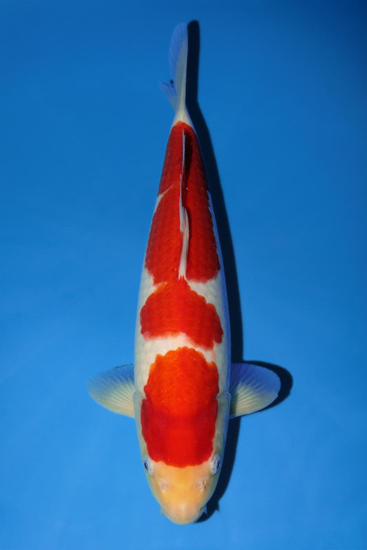 Momotaro Kohaku 38cm