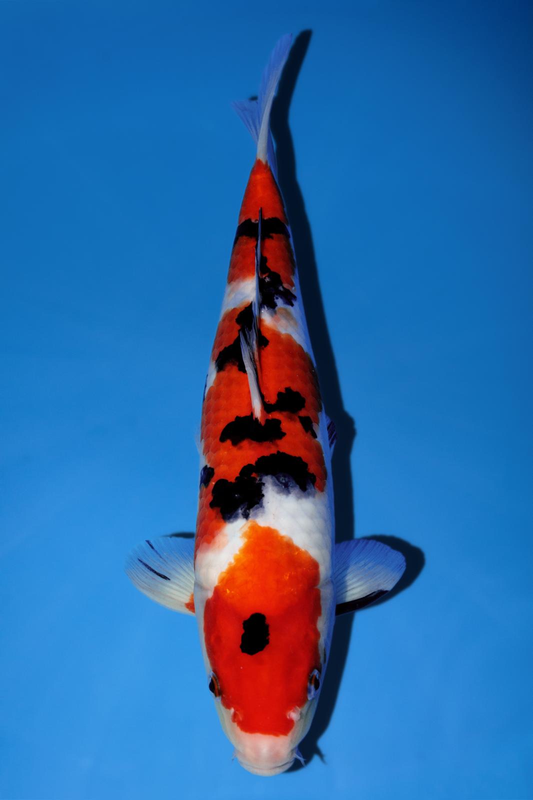 Momotaro Sanke 36cm