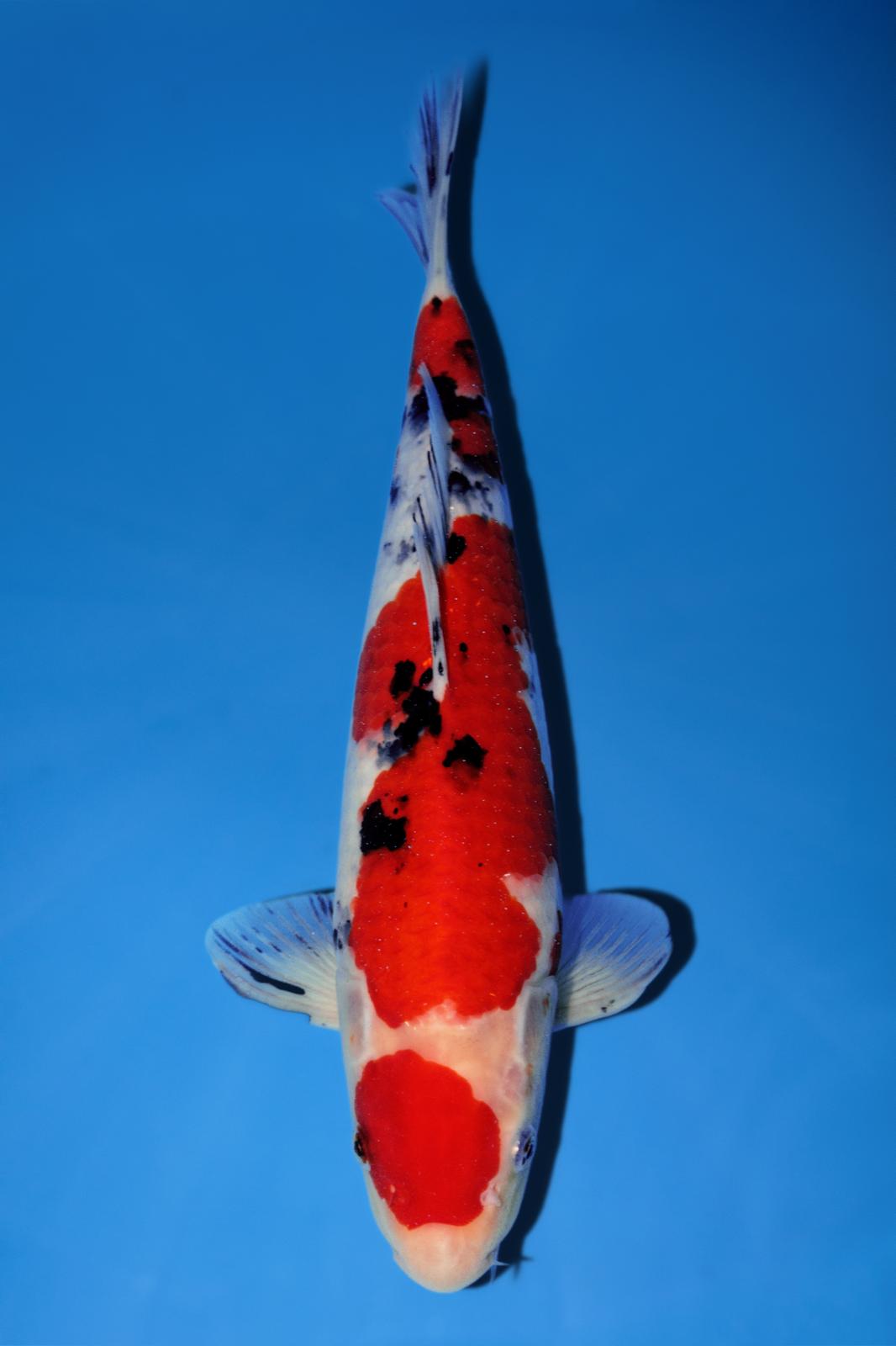 Momotaro Sanke Maruten 36cm