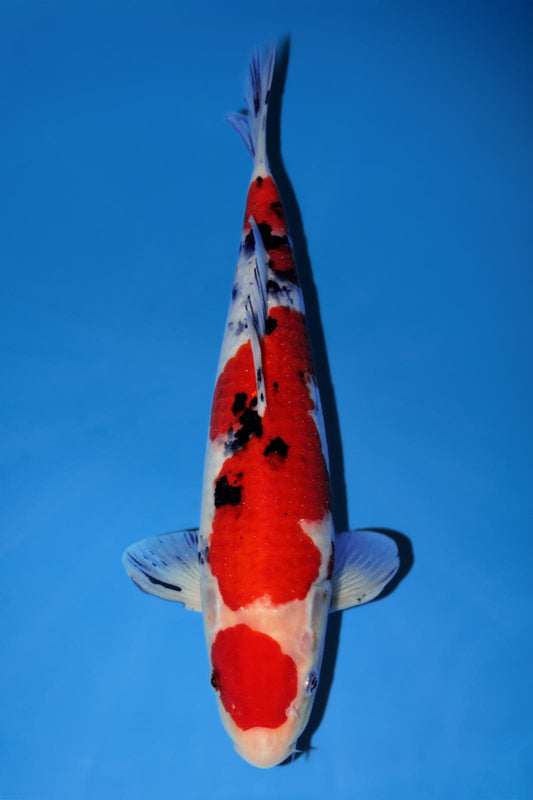 Momotaro Sanke Maruten 36cm